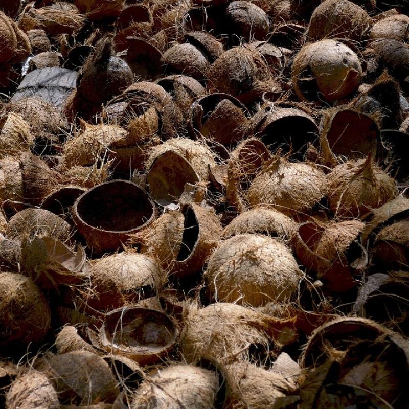 Coconut Shell Charcoal