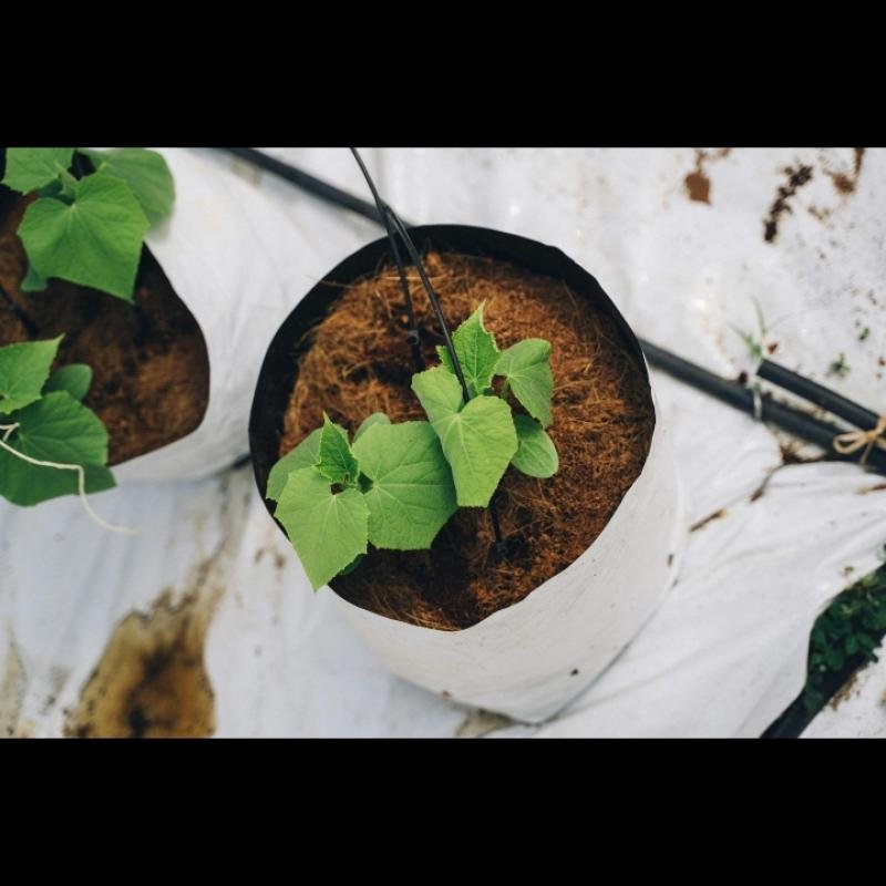 Cocopeat Block